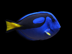A blue tang from the Taylor and Sparks tank